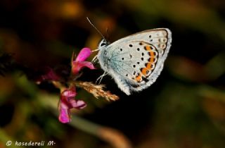 Tr almalar ([unknown genus] n/a)