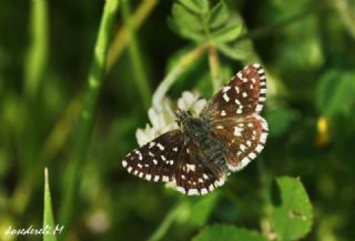 Ege Zpzp (Pyrgus melotis)