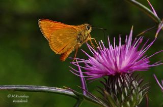 Orman Zpzp (Ochlodes sylvanus)