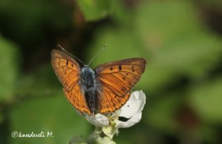 Byk Mor Bakr Gzeli (Lycaena alciphron)