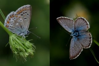 okgzl Balkan Mavisi (Aricia anteros )