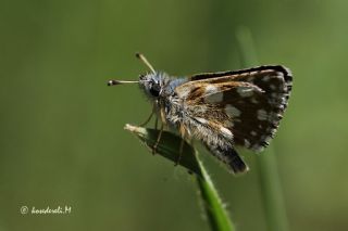 Kzl Zpzp (Spialia orbifer)