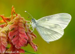 Narin Orman Beyaz (Leptidea sinapis)