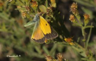 Sar� Azamet&nbsp;(Colias&nbsp;croceus)