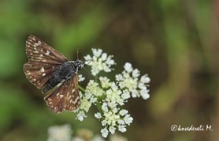 Kzl Zpzp (Spialia orbifer)