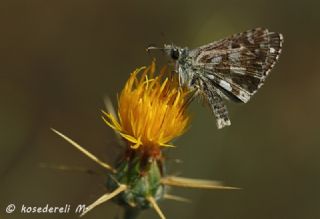 spanyol Zpzp (Pyrgus armoricanus)