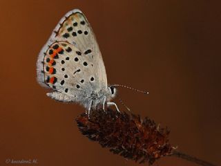 Himalaya Mavisi (Pseudophilotes vicrama)