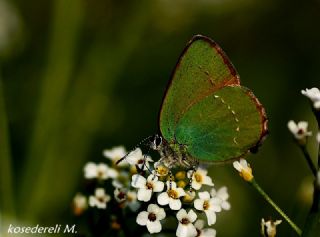 Zmrt (Callophrys rubi)