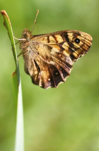 Karanlk Orman Esmeri (Pararge aegeria)