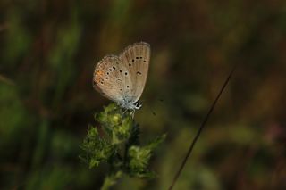 okgzl Gzel Mavi (Polyommatus bellis)