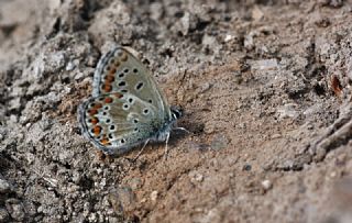 okgzl Balkan Mavisi (Aricia anteros )