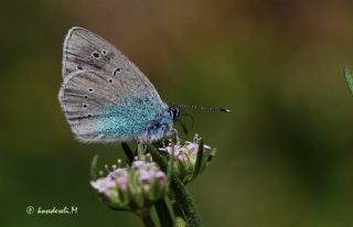 Karagz Mavisi (Glaucopsyche alexis)