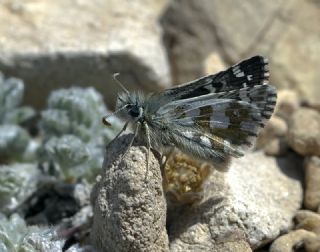 Bolkar Zpzp (Pyrgus bolkariensis)