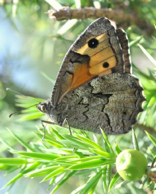 Gney Kzlmelei (Hipparchia senthes)