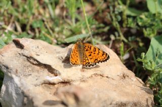 Hatayl parhan (Melitaea collina)