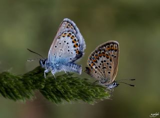 Gm Lekeli Esmergz (Plebejus argus)