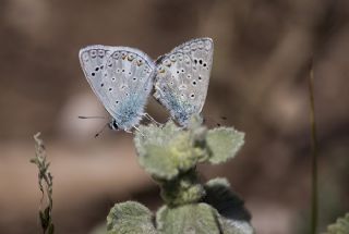 Tr almalar ([unknown genus] n/a)