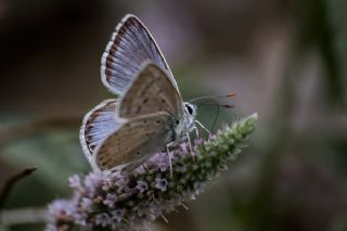 okgzl Anadolu illi Mavisi (Polyommatus ossmar)