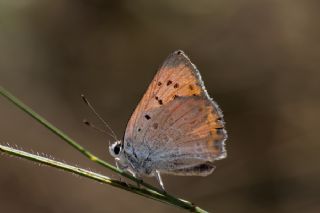 Da Atei (Lycaena thetis)