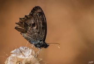 Tr almalar ([unknown genus] n/a)