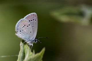Tr almalar ([unknown genus] n/a)