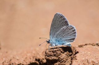 Tr almalar ([unknown genus] n/a)