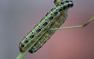 Byk Beyazmelek  (Pieris brassicae)