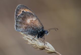 Kk Zpzp Perisi (Coenonympha pamphilus)