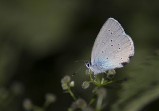 Tr almalar ([unknown genus] n/a)