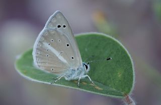 Tr almalar ([unknown genus] n/a)