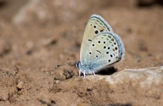Tr almalar ([unknown genus] n/a)