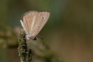 Tr almalar ([unknown genus] n/a)
