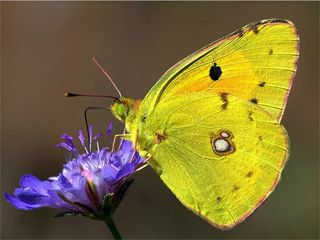 Sar Azamet (Colias croceus)