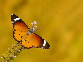 Sultan (Danaus chrysippus)