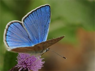 okgzl Erzincan Mavisi (Polyommatus erzindjanensis)