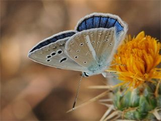 Azeri okgzls (Polyommatus aserbeidschanus)