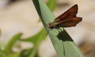 Yeni Zpzp (Thymelicus novus)
