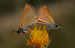 Thymelicus grup ( Thymelicus sp.)