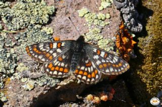 Kuzeyli Nazuum (Euphydryas iduna)