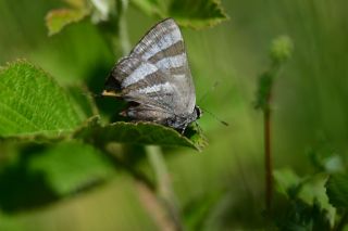 S�leyman��n Kaplan�&nbsp;(Rapala&nbsp;suleymani)