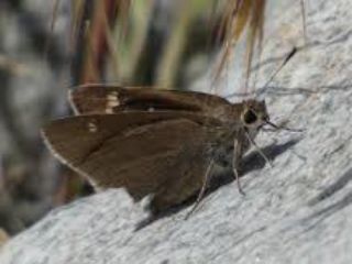 Pakistan Zpzp (Eogenes lesliei)
