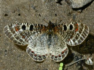 YURTDISI, ran Yalanc Apollosu (Archon bostanchii)