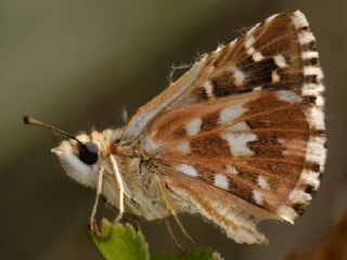 Beparmakotu Zpzp (Pyrgus carlinae)