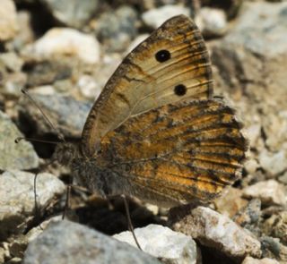 Grcistan Yalanccads (Pseudochazara guriensis)