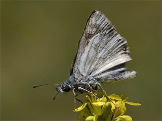 Suriye Zpzp (Muschampia nomas)