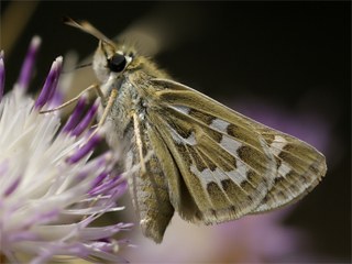 Gm Benekli Zpzp (Hesperia comma)