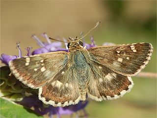 Akdeniz Zpzp (Muschampia proto)