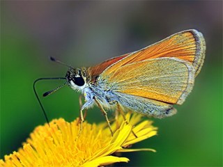 Siyah Antenli Zpzp (Thymelicus lineolus)