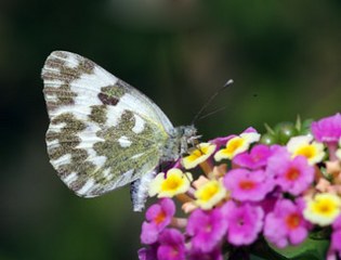 Yeni Beneklimelek (Pontia edusa)