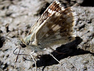 Benekli Zpzp (Muschampia plurimacula)